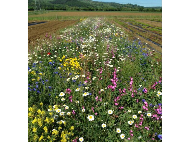 Shipping Container Conversions Wildflower blanket system click to zoom image